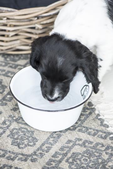 Schale für Hunde, Fressnapf, Emaille, weiß, klein